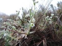 Cerastium floccosum image