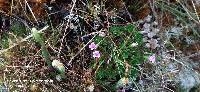 Geranium sibbaldioides image