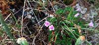 Geranium sibbaldioides image