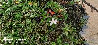 Geranium sibbaldioides image