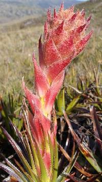 Puya exigua image