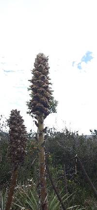 Puya glomerifera image