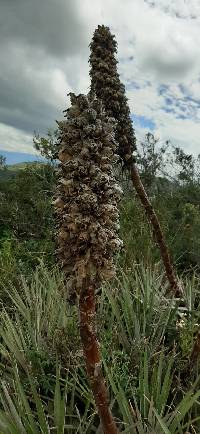 Puya glomerifera image