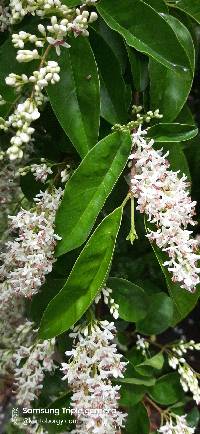 Ligustrum sinense image