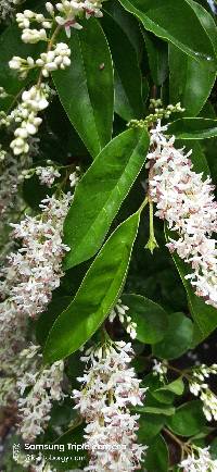 Ligustrum sinense image