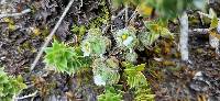 Cerastium imbricatum image