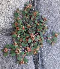 Euphorbia ophthalmica image