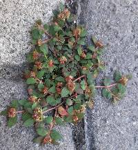 Euphorbia ophthalmica image