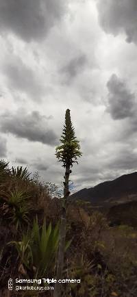 Puya lanata image