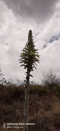 Puya lanata image