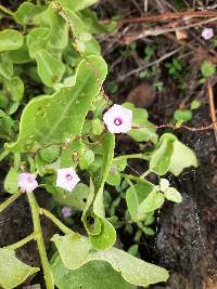 Ipomoea triloba image