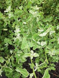 Ipomoea triloba image