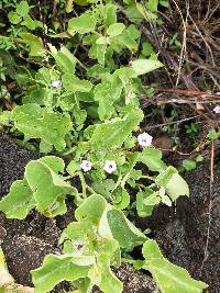 Ipomoea triloba image