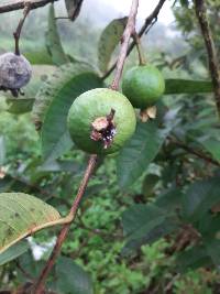 Psidium guajava image