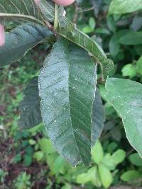 Psidium guajava image