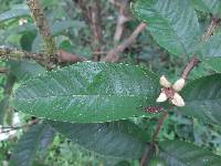 Psidium guajava image