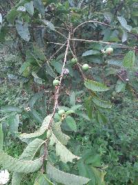 Psidium guajava image