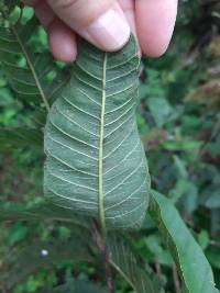 Psidium guajava image