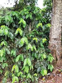 Coffea arabica image