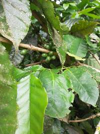 Coffea arabica image