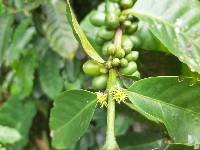 Coffea arabica image