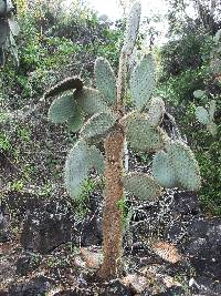 Opuntia galapageia image