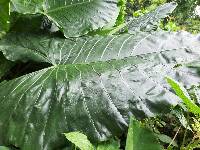 Alocasia macrorrhizos image