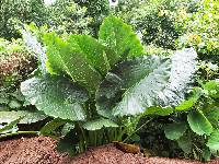 Alocasia macrorrhizos image