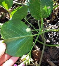 Ipomoea pes-caprae image