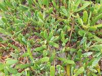 Sesuvium portulacastrum image