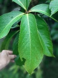 Syzygium malaccense image