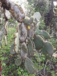 Opuntia galapageia image