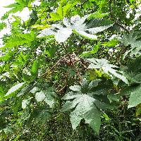 Ricinus communis image