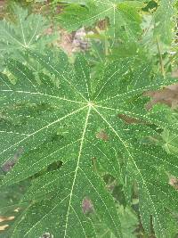 Carica papaya image