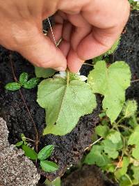 Passiflora vesicaria image