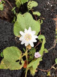 Passiflora vesicaria image