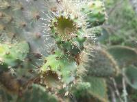 Opuntia galapageia image