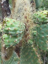 Opuntia galapageia image