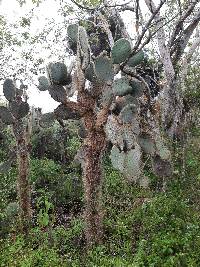 Opuntia galapageia image