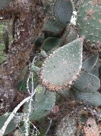 Opuntia galapageia image