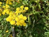 Calceolaria crenata image