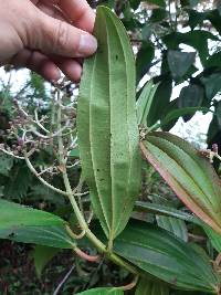 Miconia robinsoniana image