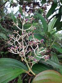 Miconia robinsoniana image