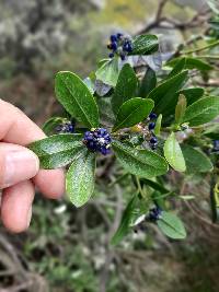 Monnina salicifolia image