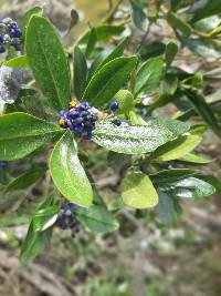 Monnina salicifolia image