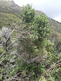 Monnina salicifolia image