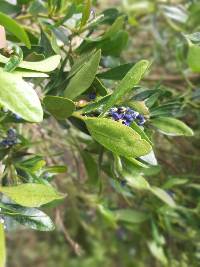 Monnina salicifolia image