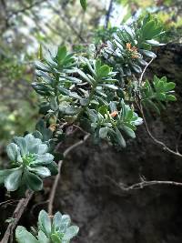 Echeveria quitensis image