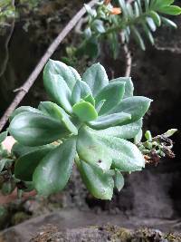 Echeveria quitensis image