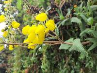 Calceolaria crenata image